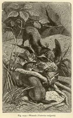 Image1