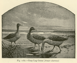 Image8
